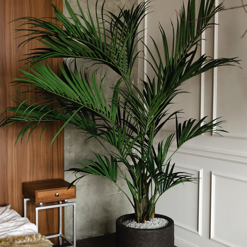 Puistokultapalmu - Chrysalidocarpus lutescens