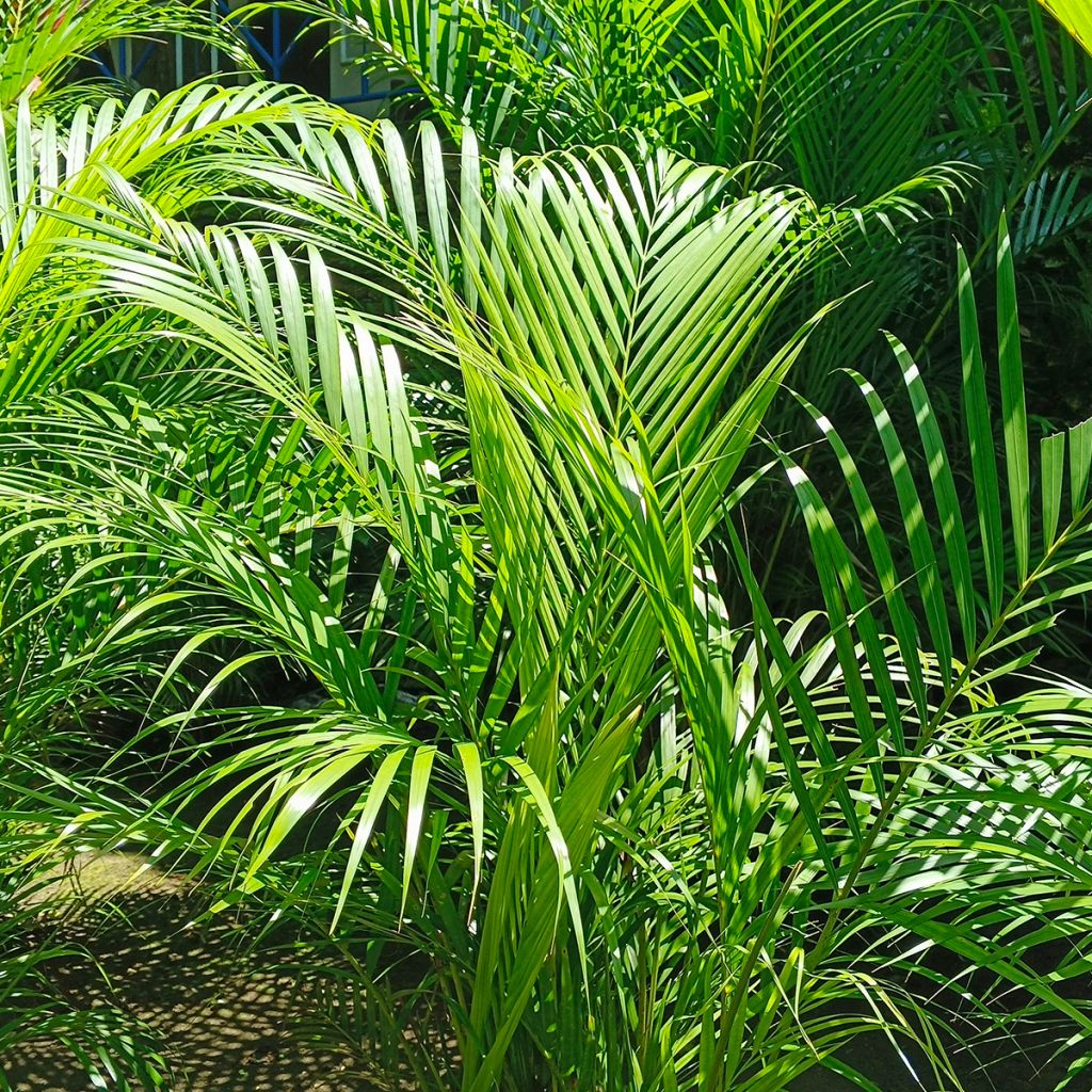 Puistokultapalmu - Chrysalidocarpus lutescens