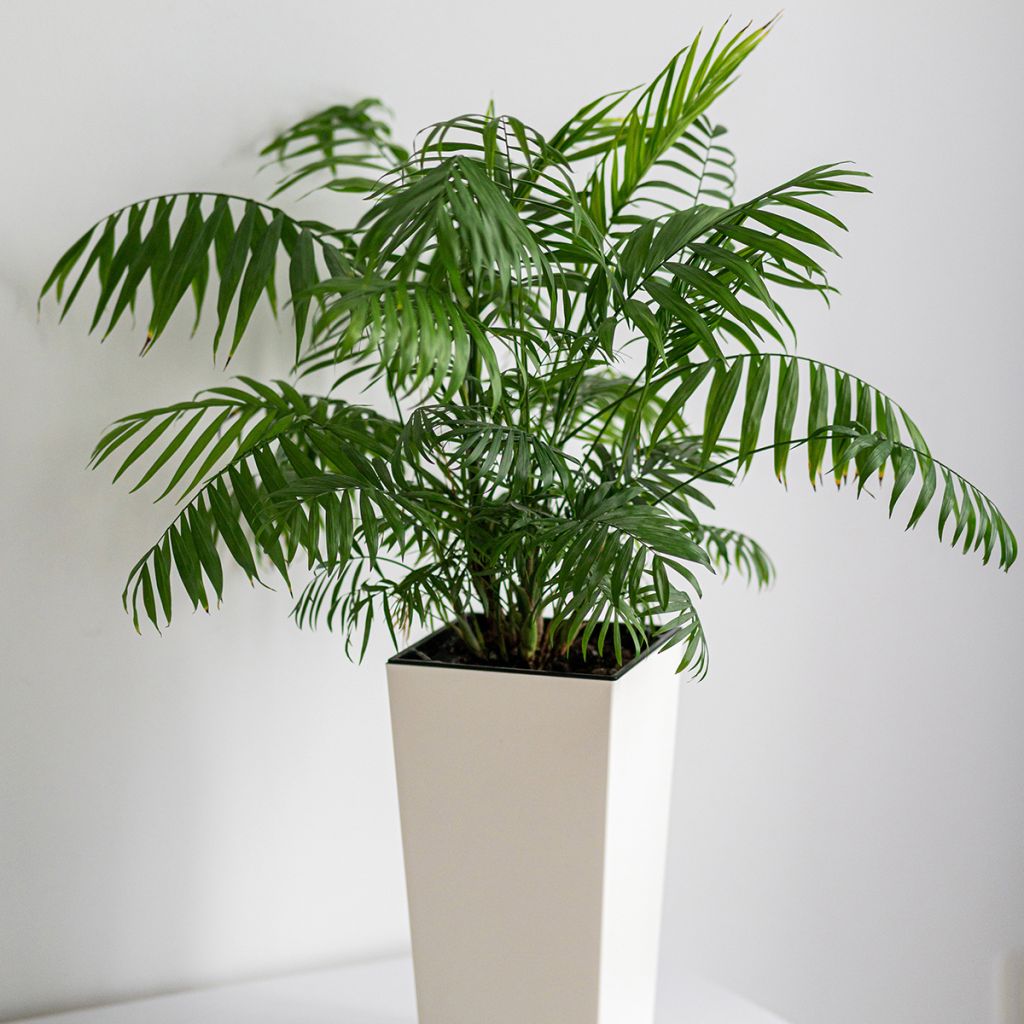 Puistokultapalmu - Chrysalidocarpus lutescens