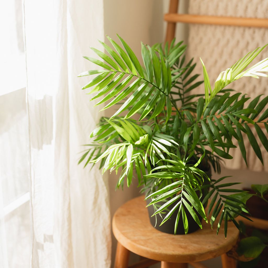 Puistokultapalmu - Chrysalidocarpus lutescens