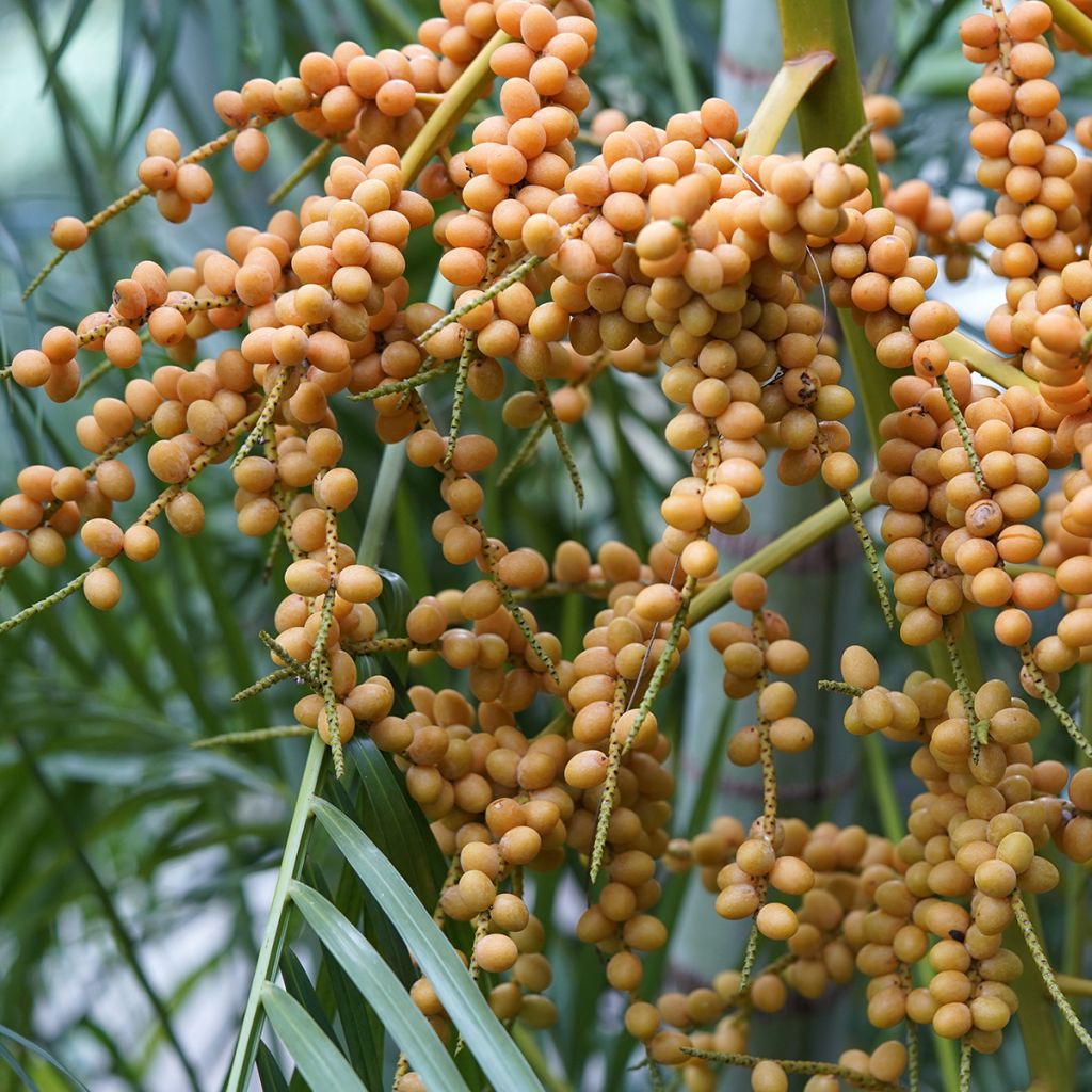 Puistokultapalmu - Chrysalidocarpus lutescens