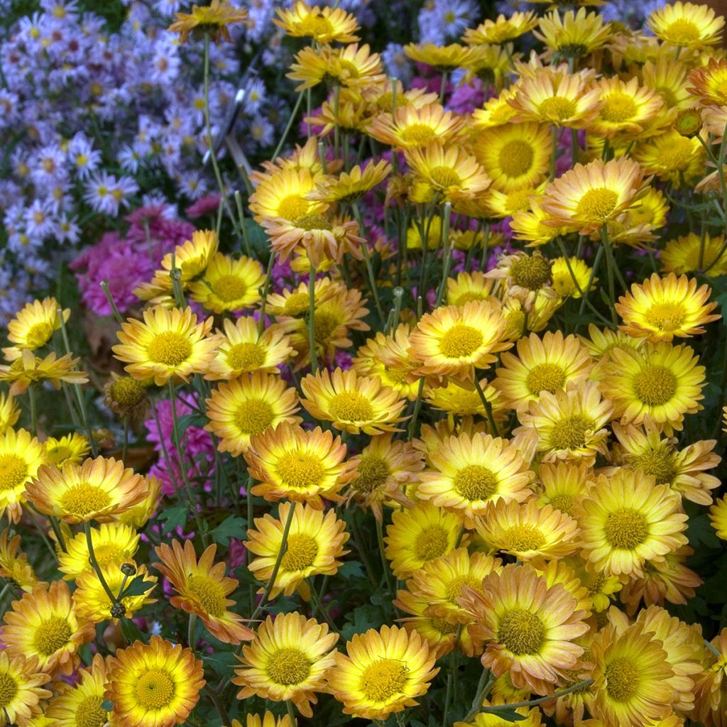 Krysanteemi Dernier Soleil
