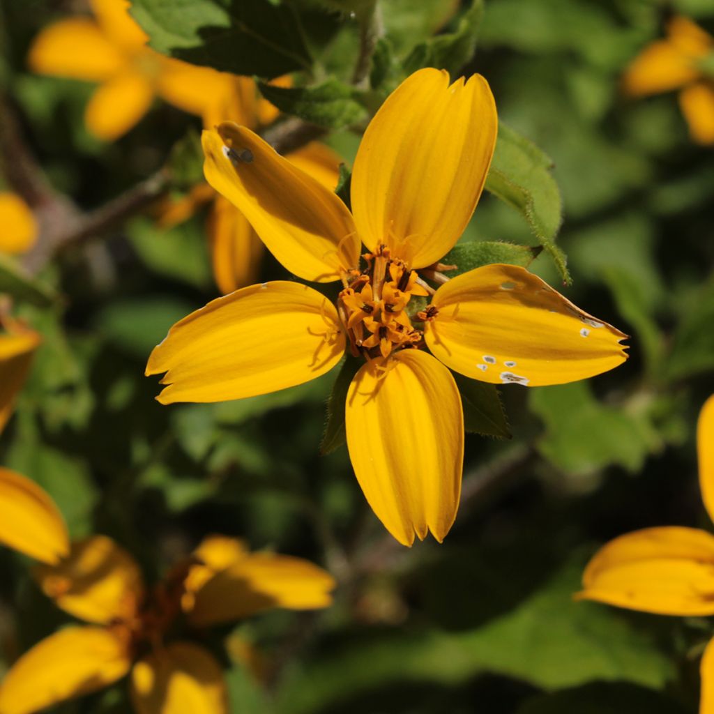 Kultatähti - Chrysogonum virginianum