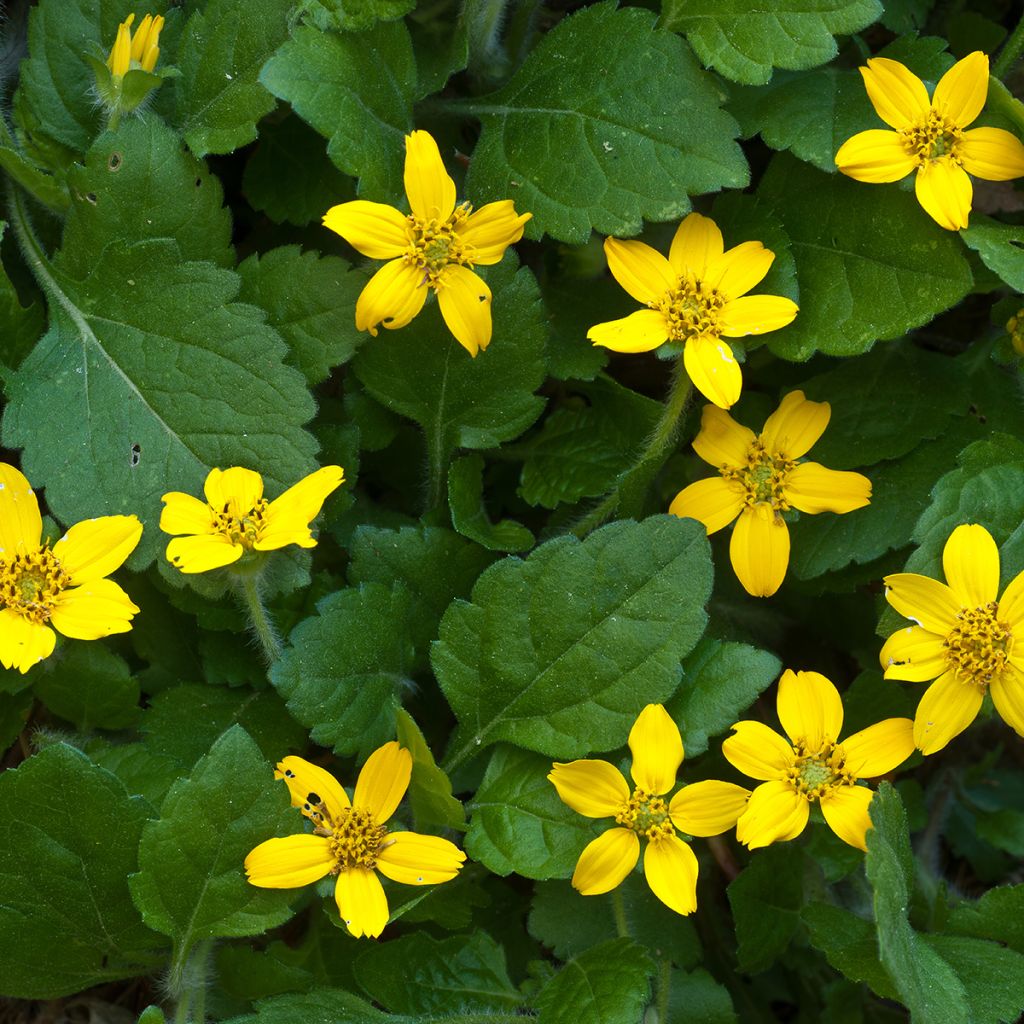 Kultatähti - Chrysogonum virginianum