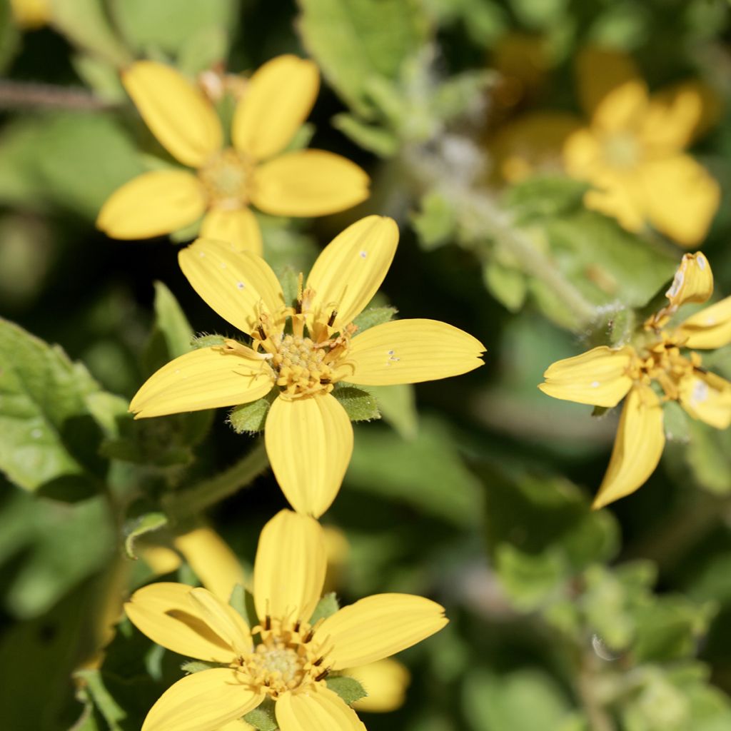 Kultatähti - Chrysogonum virginianum
