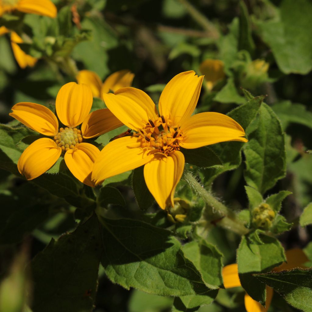 Kultatähti - Chrysogonum virginianum