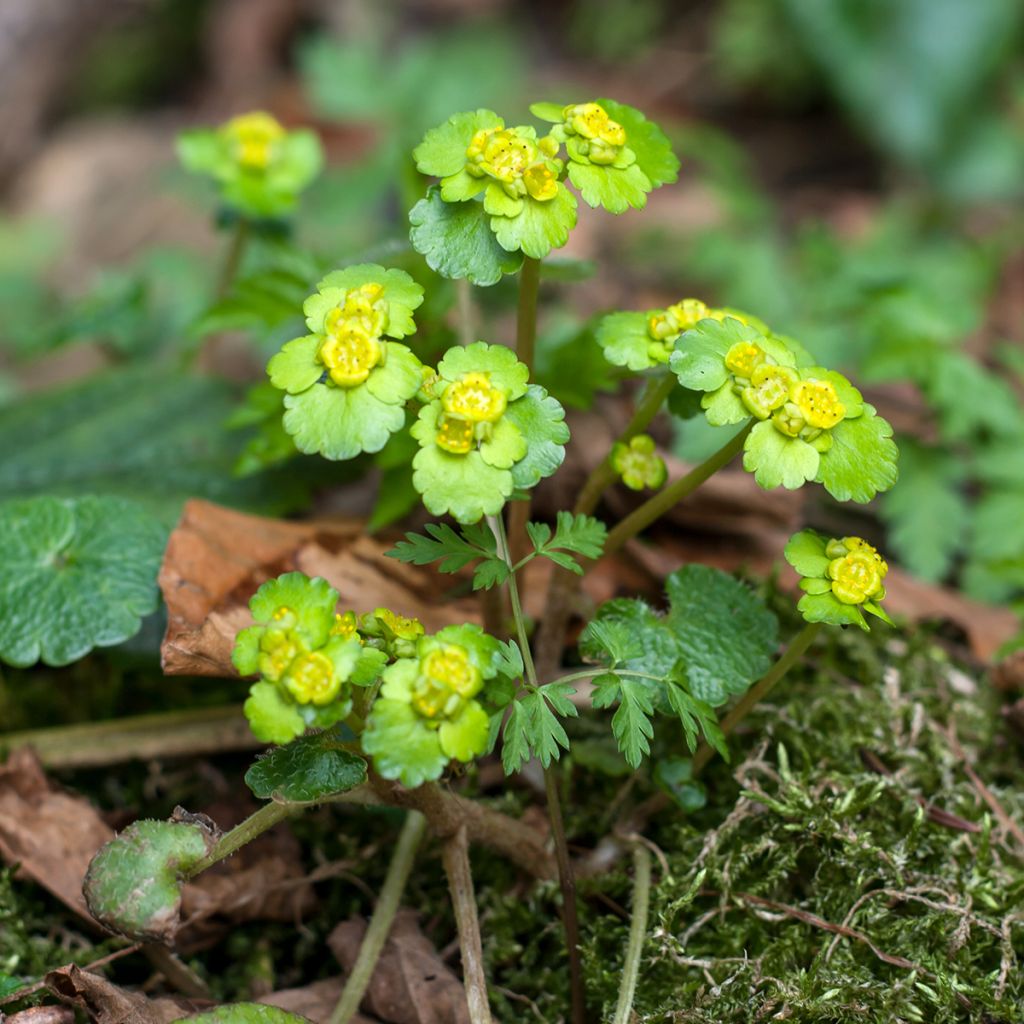 Kevätlinnunsilmä - Chrysosplenium alternifolium