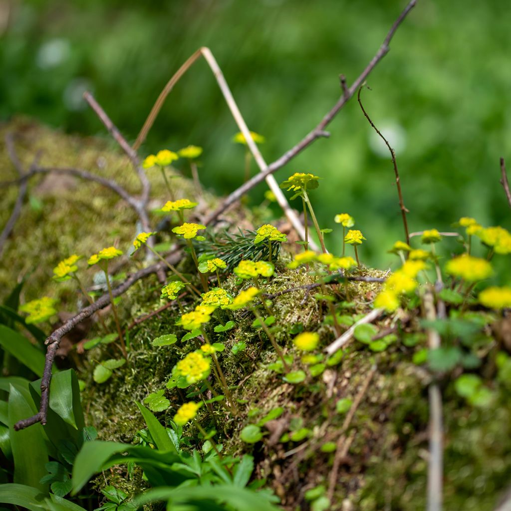 Kevätlinnunsilmä - Chrysosplenium alternifolium