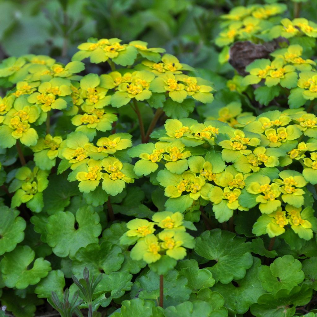 Kevätlinnunsilmä - Chrysosplenium alternifolium