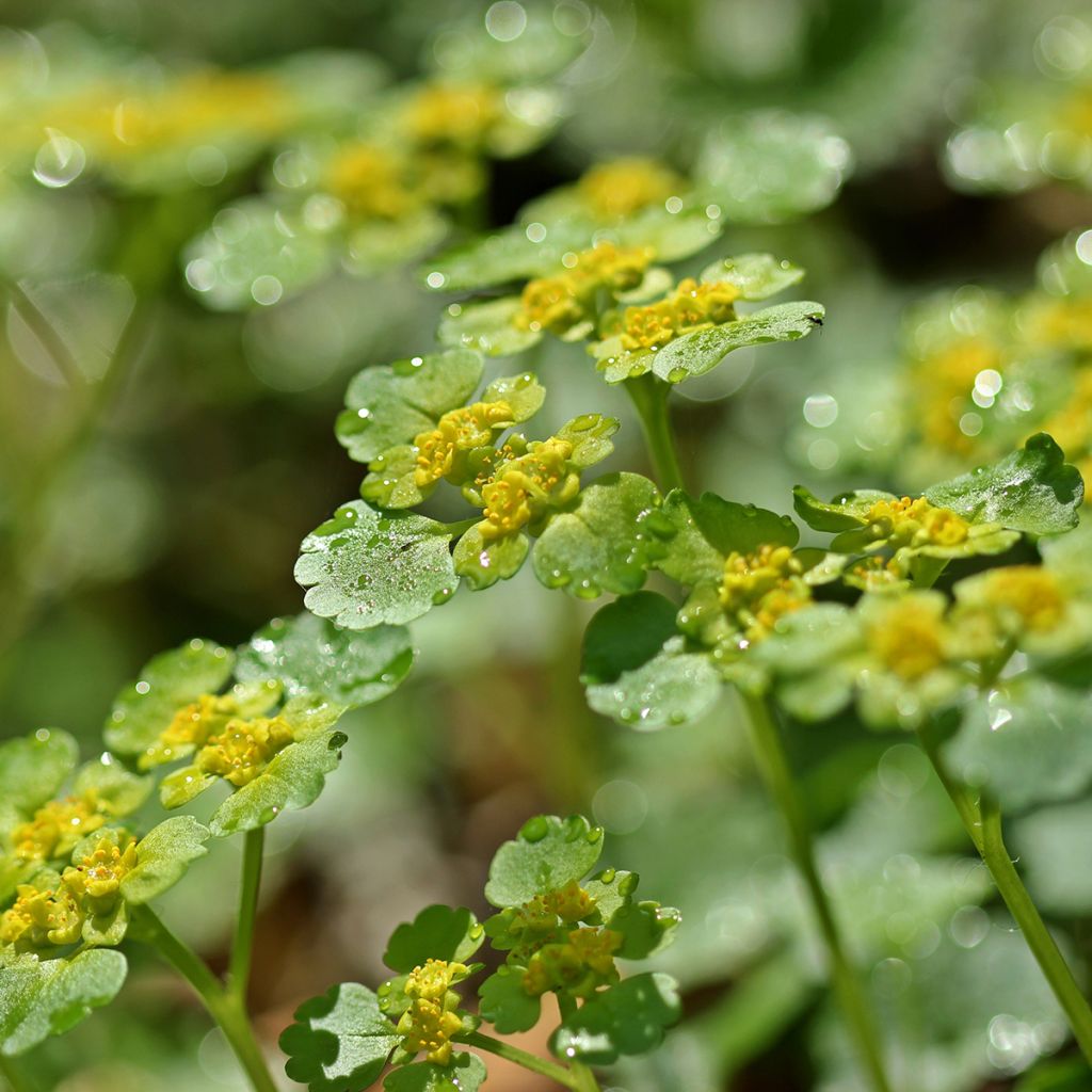 Kevätlinnunsilmä - Chrysosplenium alternifolium