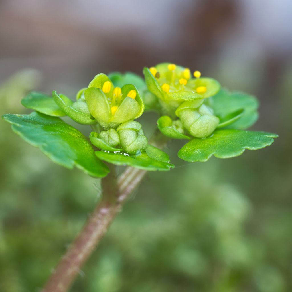 Kevätlinnunsilmä - Chrysosplenium alternifolium