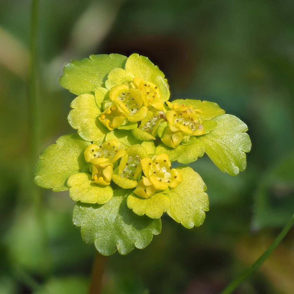 Kevätlinnunsilmä - Chrysosplenium alternifolium