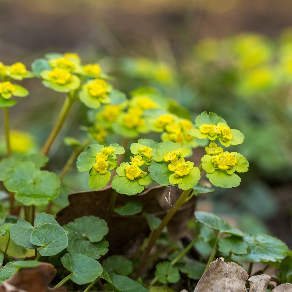 Kevätlinnunsilmä - Chrysosplenium alternifolium