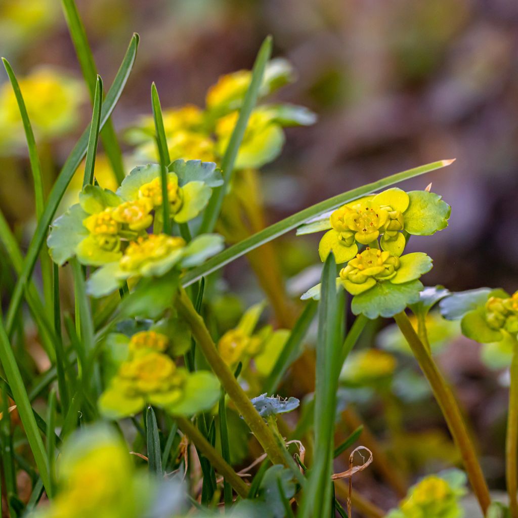 Kevätlinnunsilmä - Chrysosplenium alternifolium