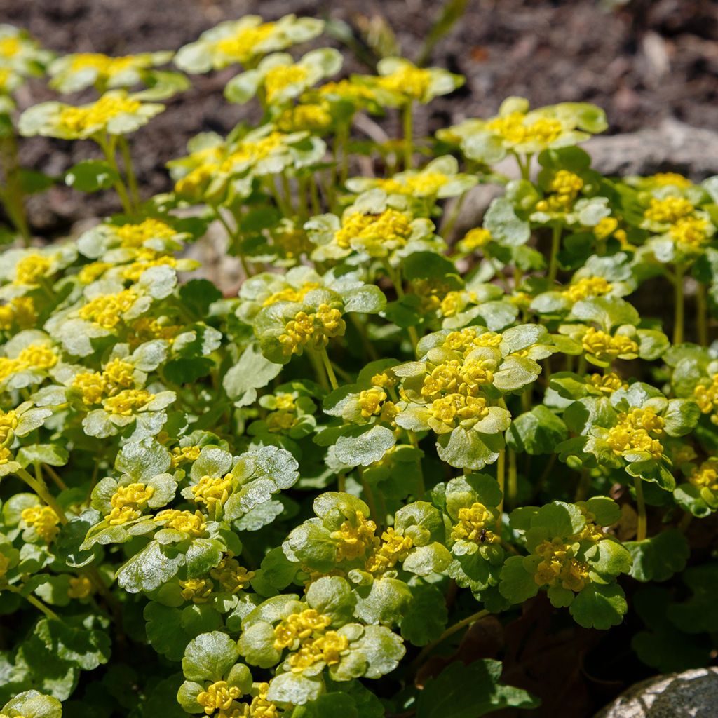 Kevätlinnunsilmä - Chrysosplenium alternifolium