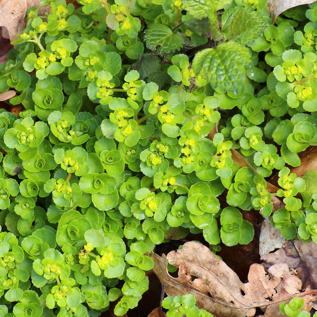 Lännenlinnunsilmä - Chrysosplenium oppositifolium