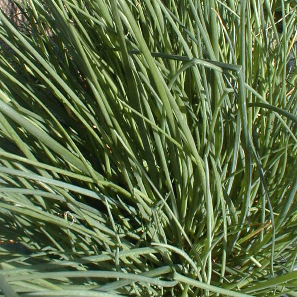Pillisipuli luomu - Allium fistulosum