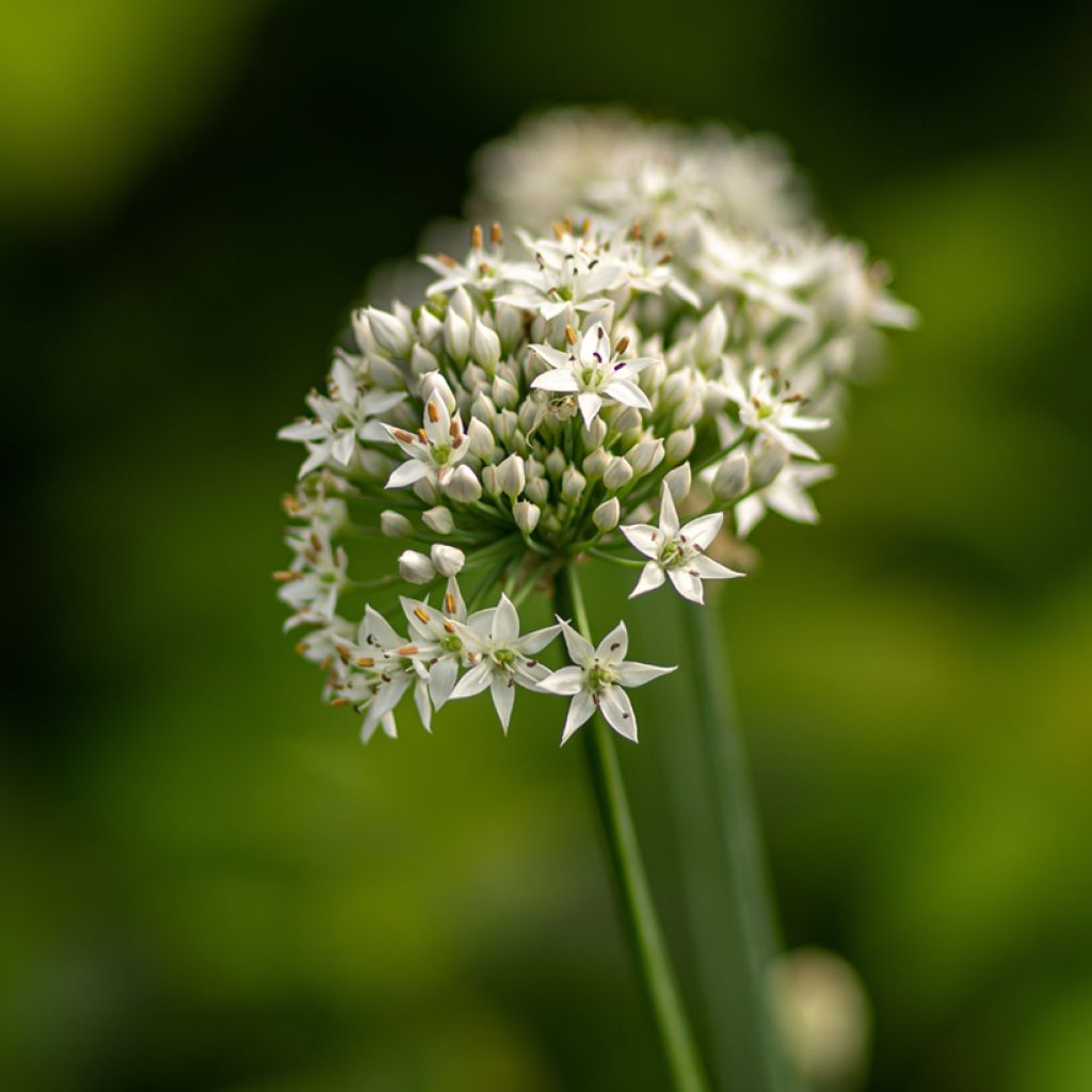 Laukka - Allium ramosum