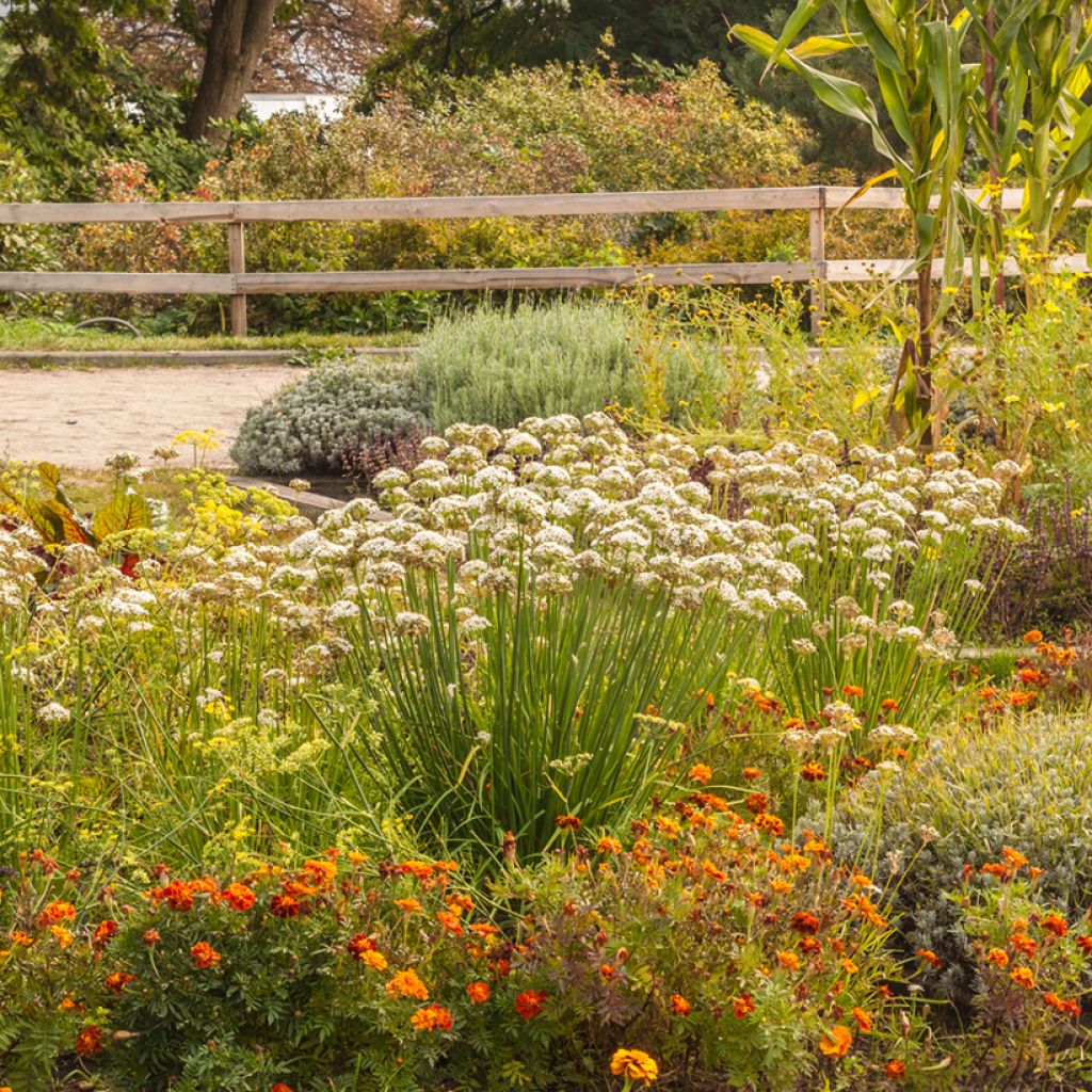 Laukka - Allium ramosum