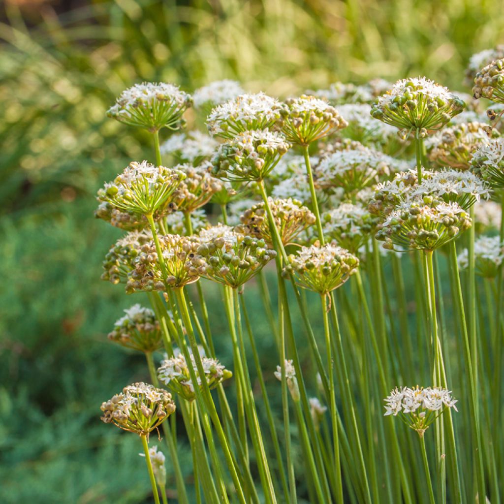 Laukka - Allium ramosum