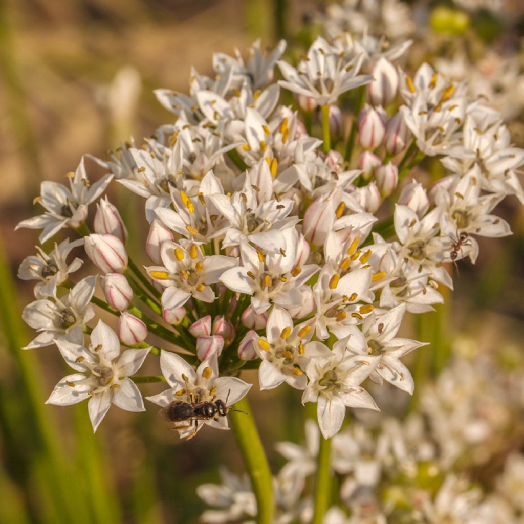Laukka - Allium ramosum