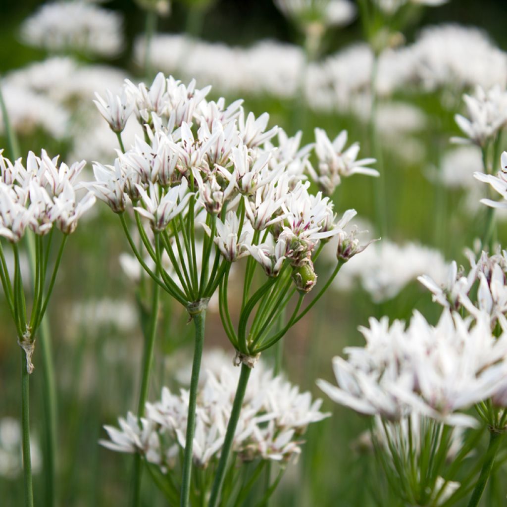 Laukka - Allium ramosum