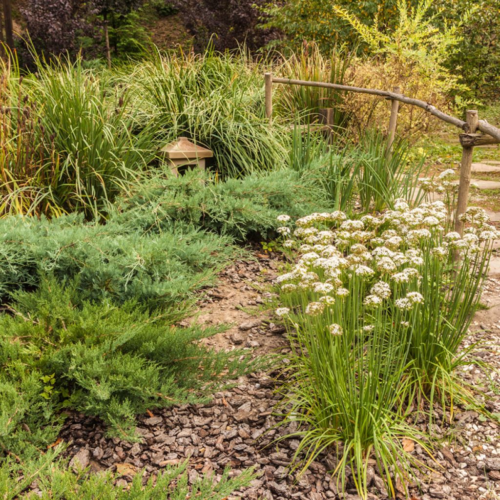 Laukka - Allium ramosum