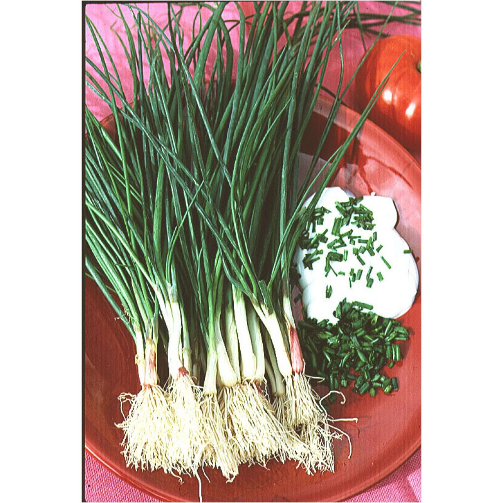 Ruoholaukka - Allium schoenoprasum