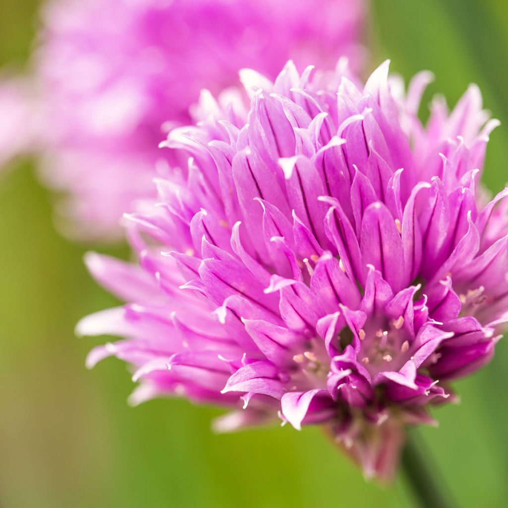 Ruoholaukka luomu taimena - Allium schoenoprasum