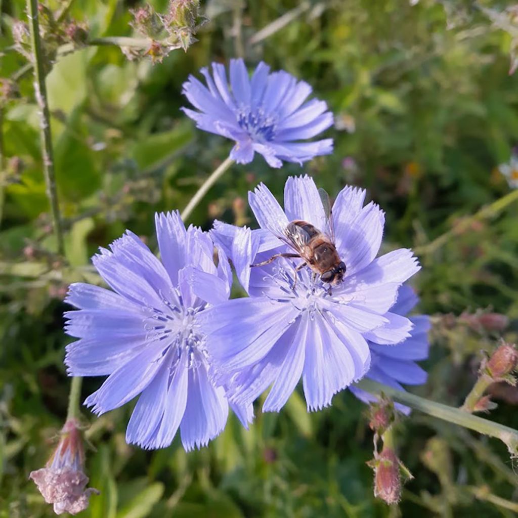Sikuri - Cichorium intybus