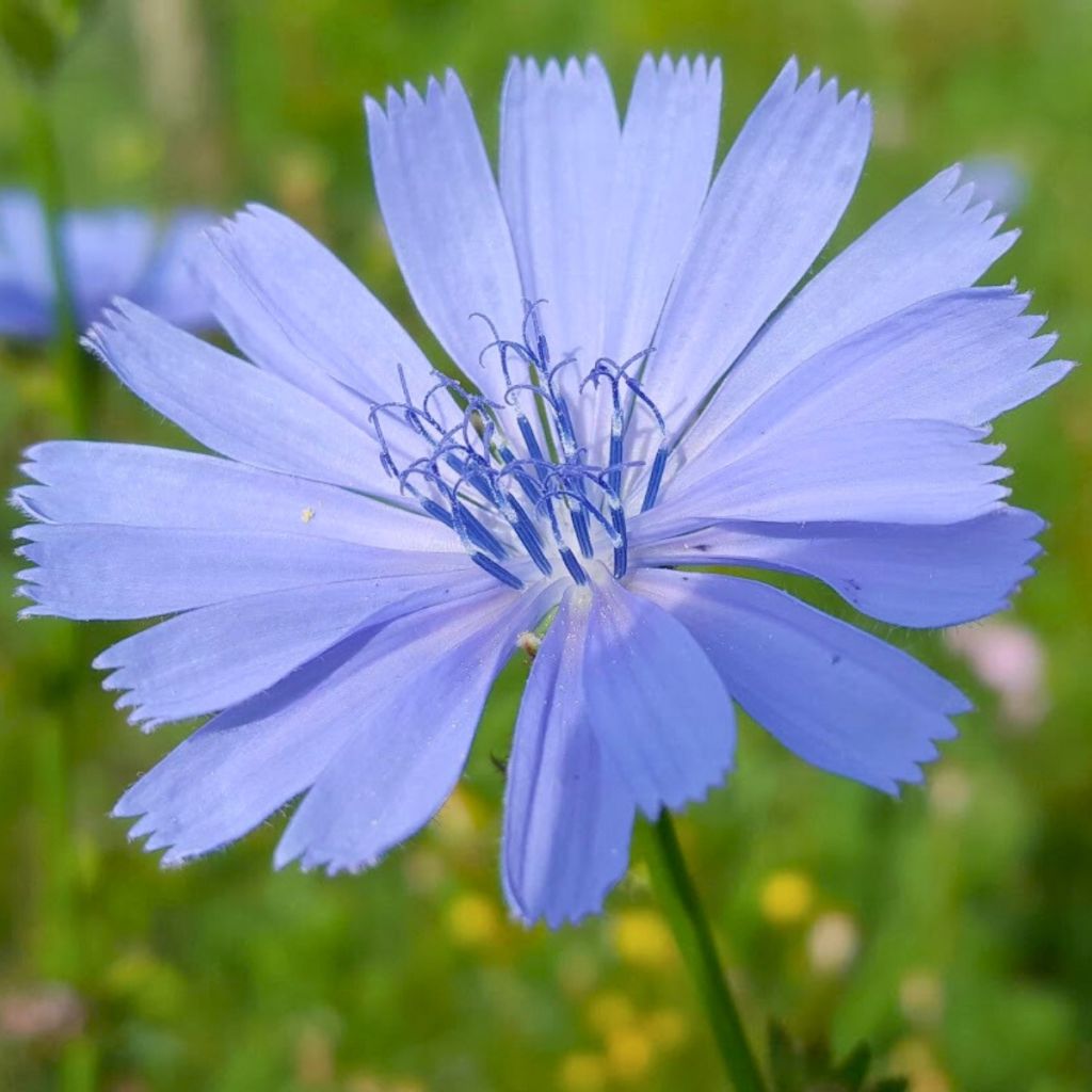 Sikuri - Cichorium intybus