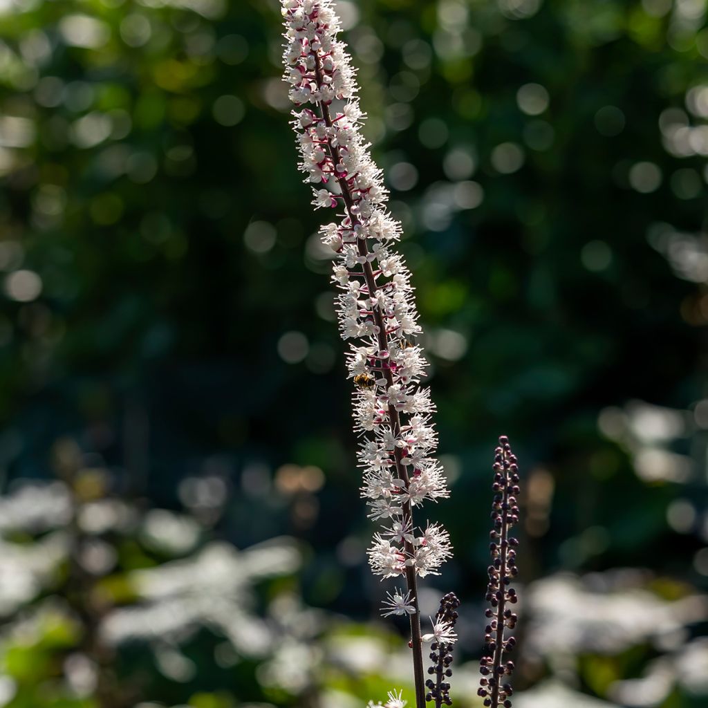 Syyskimikki Atropurpurea