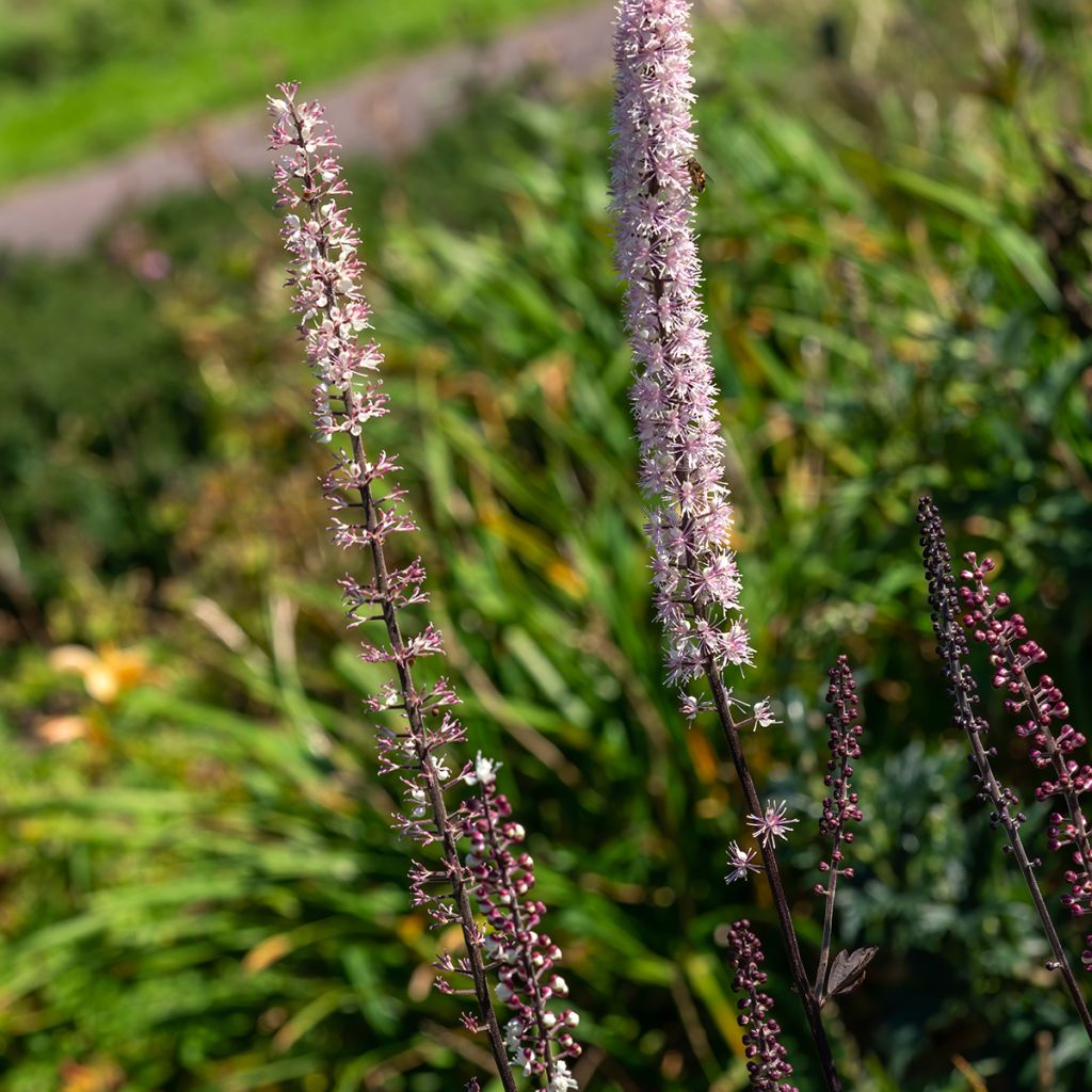 Syyskimikki Atropurpurea