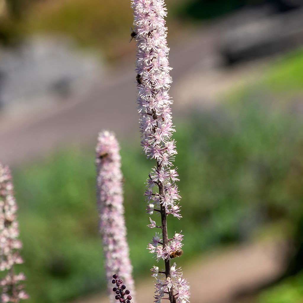 Syyskimikki Atropurpurea