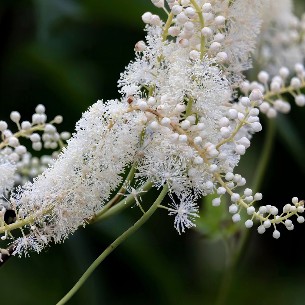 Tähkäkimikki - Actaea racemosa