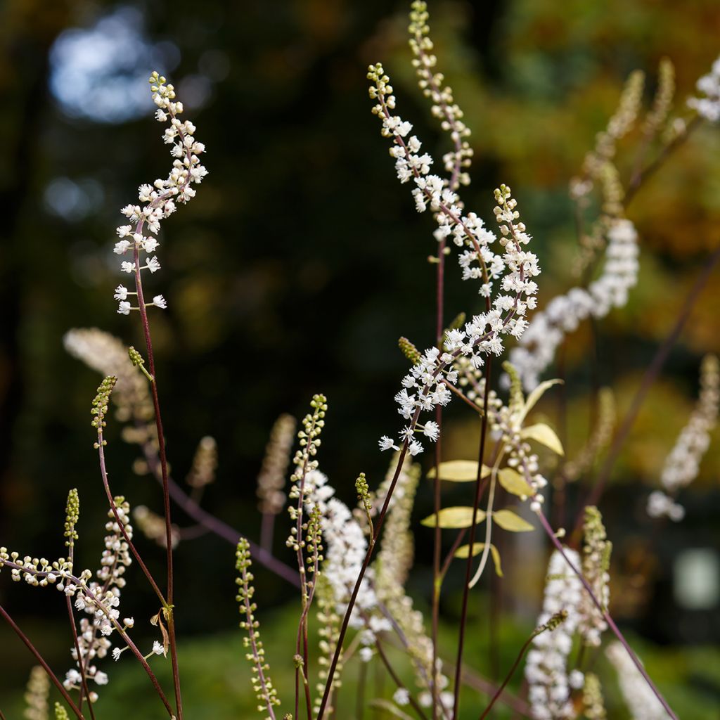 Tähkäkimikki - Actaea racemosa
