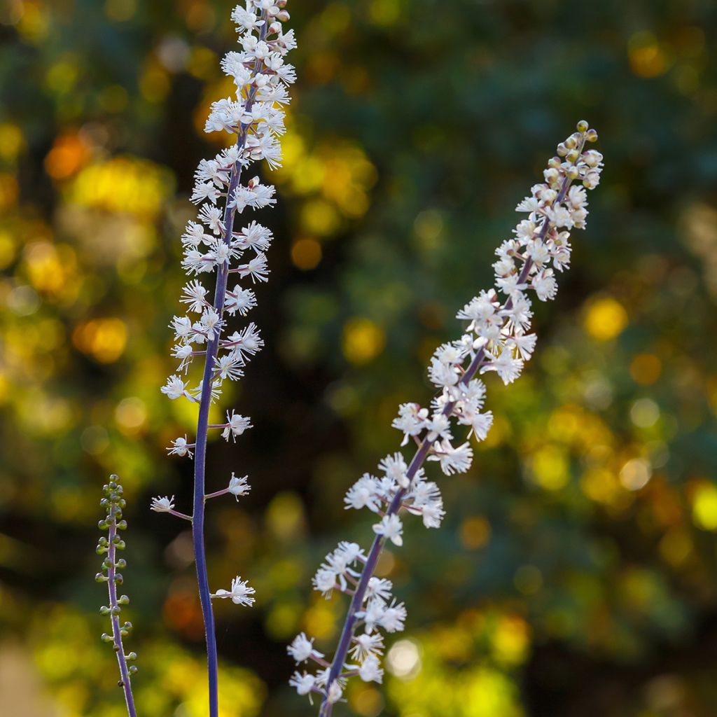 Tähkäkimikki - Actaea racemosa
