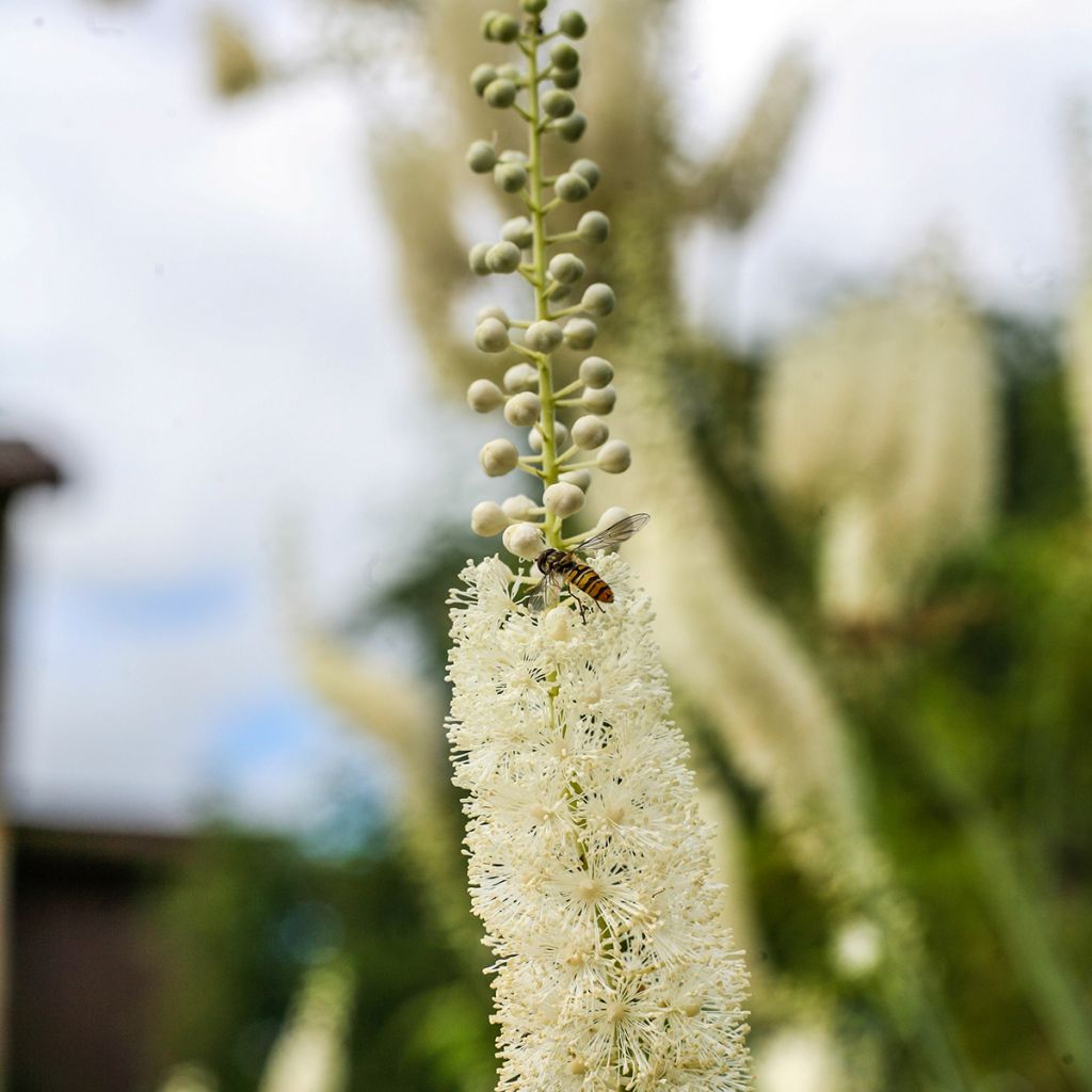 Tähkäkimikki - Actaea racemosa