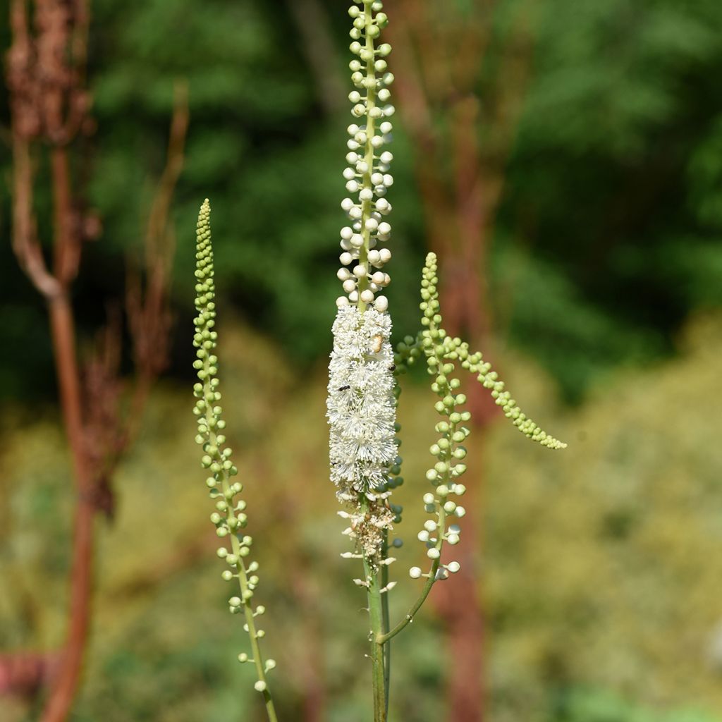 Tähkäkimikki - Actaea racemosa