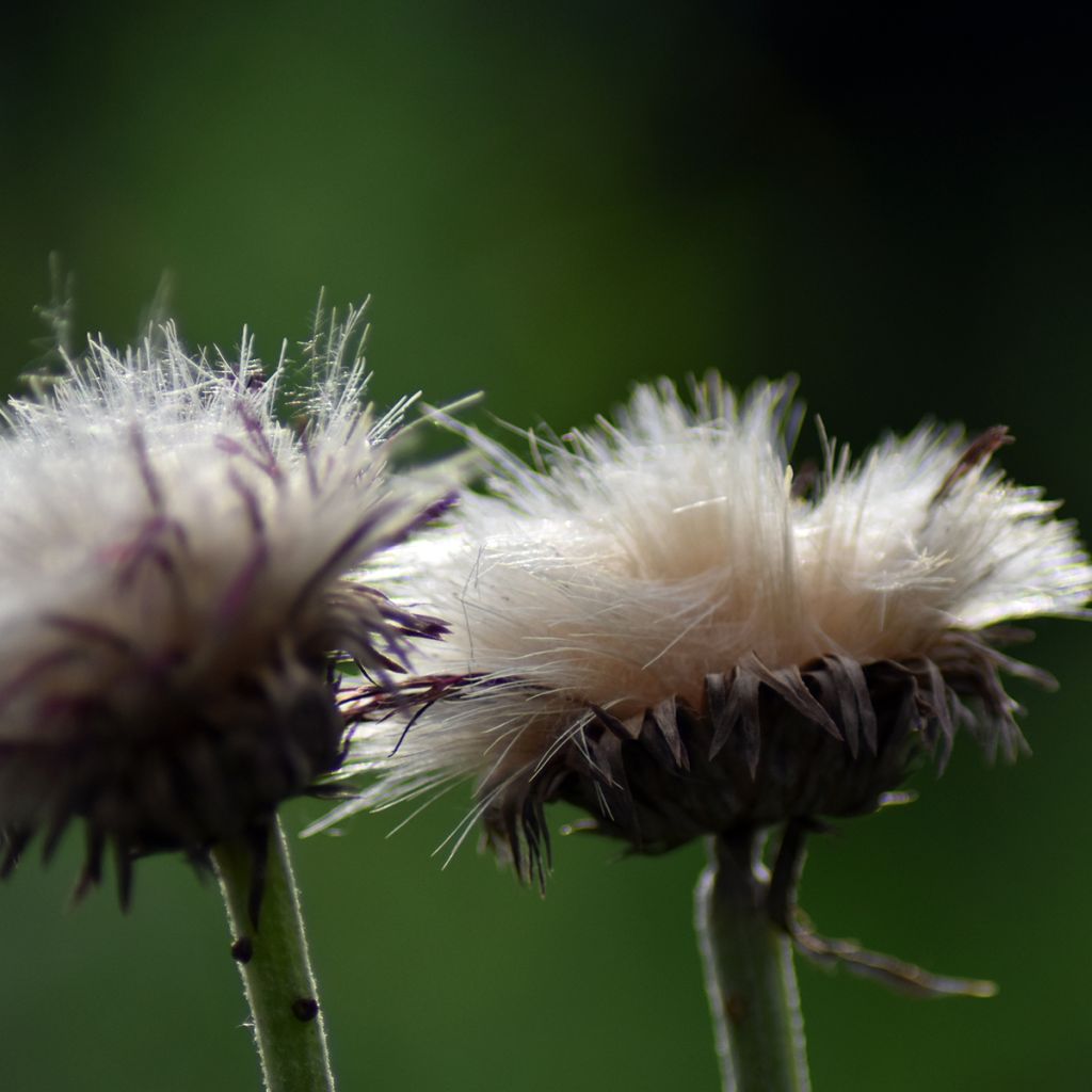 Puro-ohdake Atropurpureum