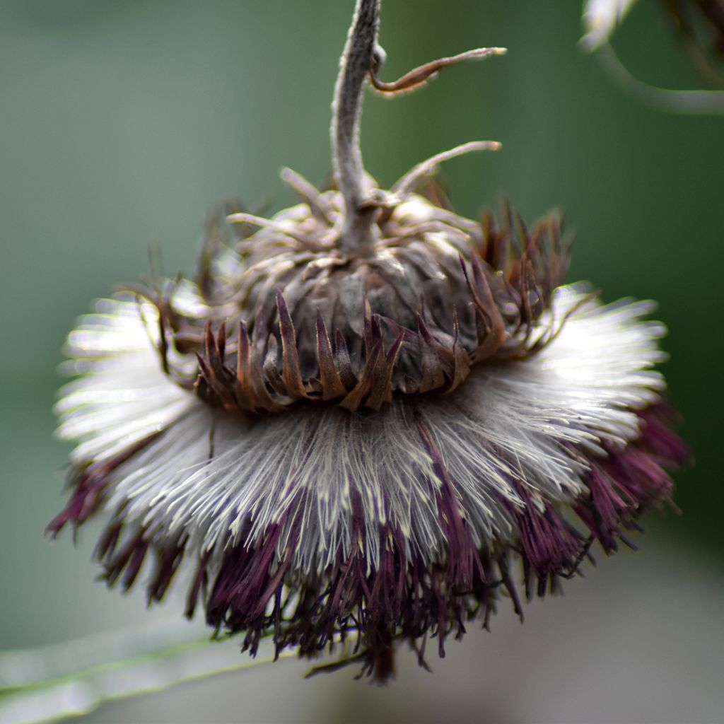 Puro-ohdake Atropurpureum