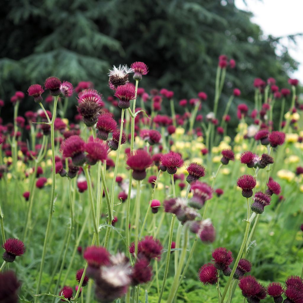 Puro-ohdake Atropurpureum