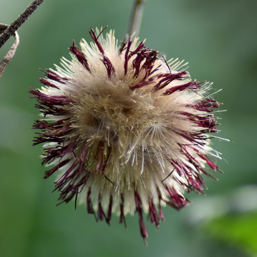 Puro-ohdake Atropurpureum