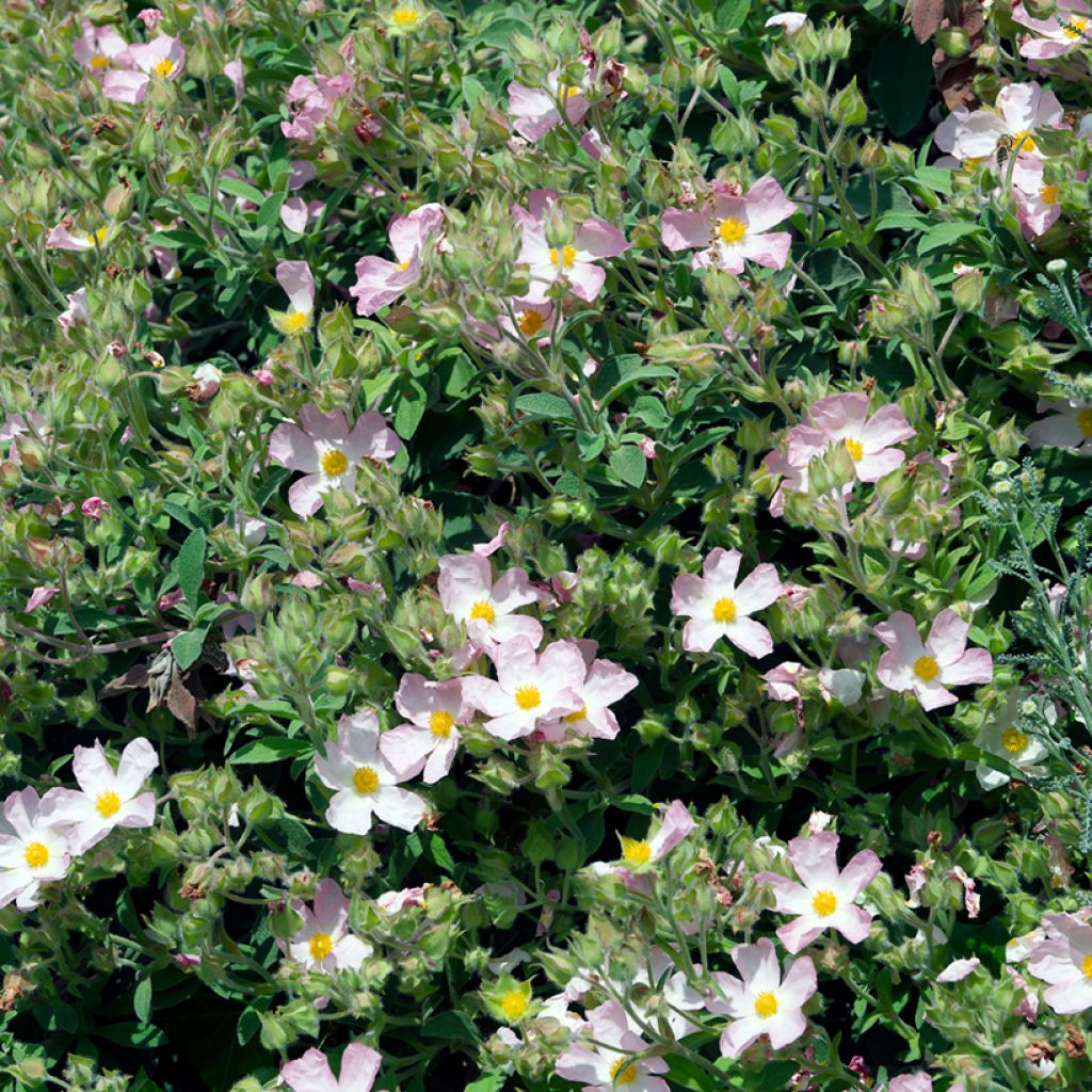 Kistus Silver Pink
