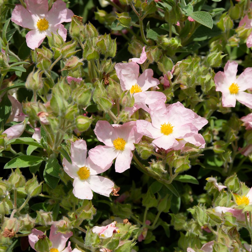Kistus Silver Pink