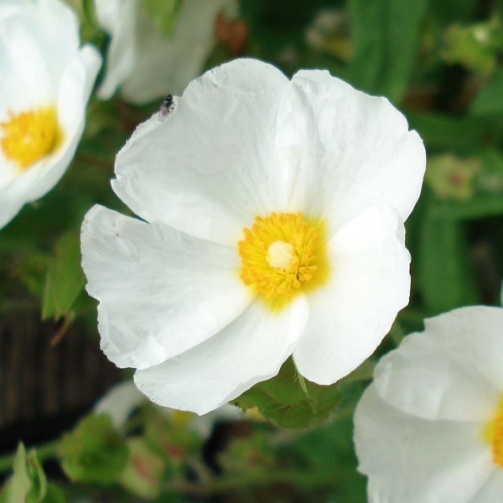 Kaitakistus - Cistus monspeliensis