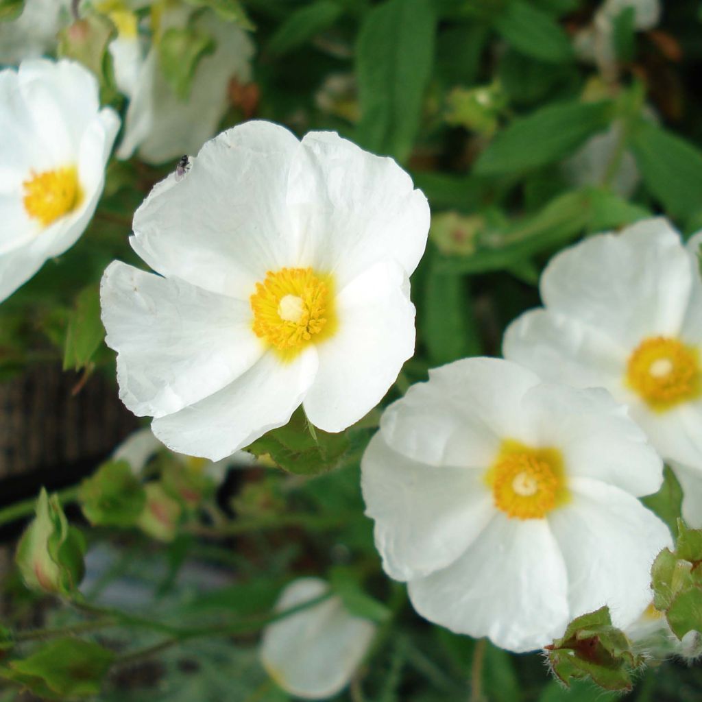 Kaitakistus - Cistus monspeliensis