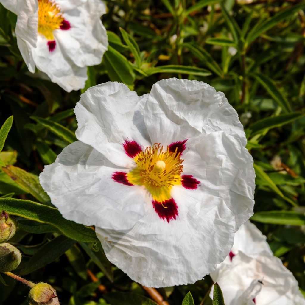 Kistus Decumbens