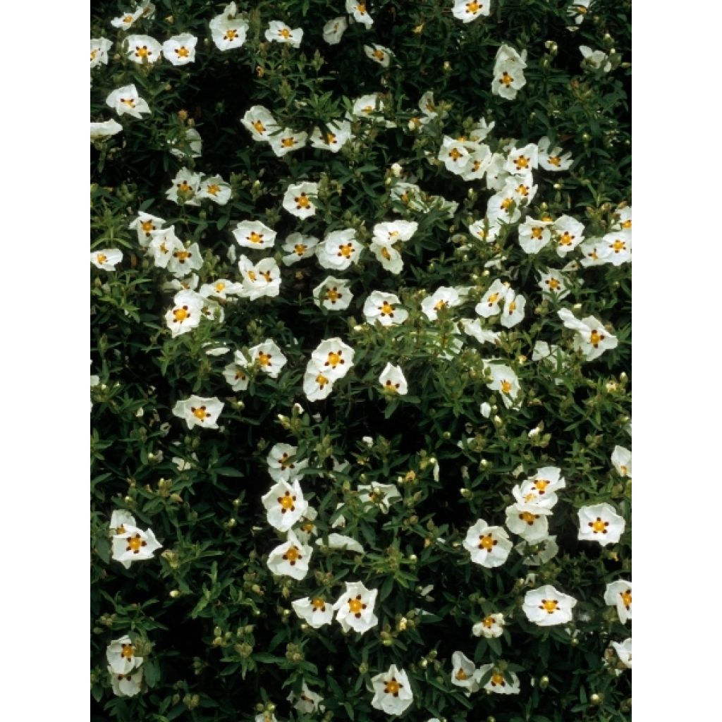 Kistus Decumbens