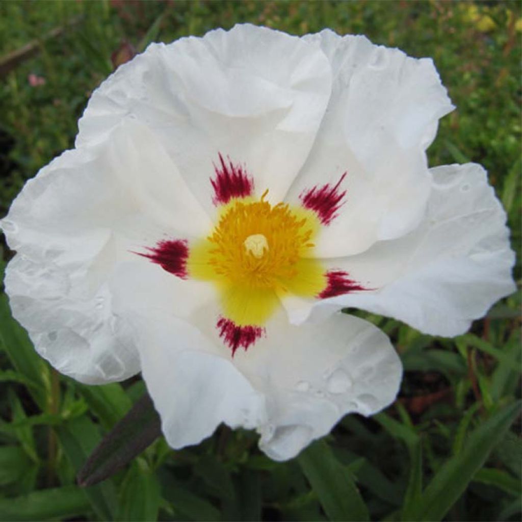 Kistus - Cistus ladanifer x loretii
